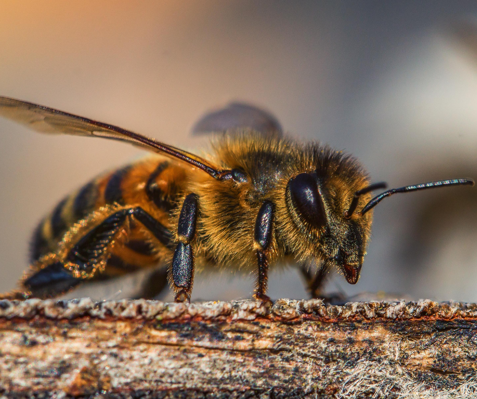 A close-up image of a male bee, showcasing its distinct features, including larger eyes and a slightly smaller body compared to female worker bees.