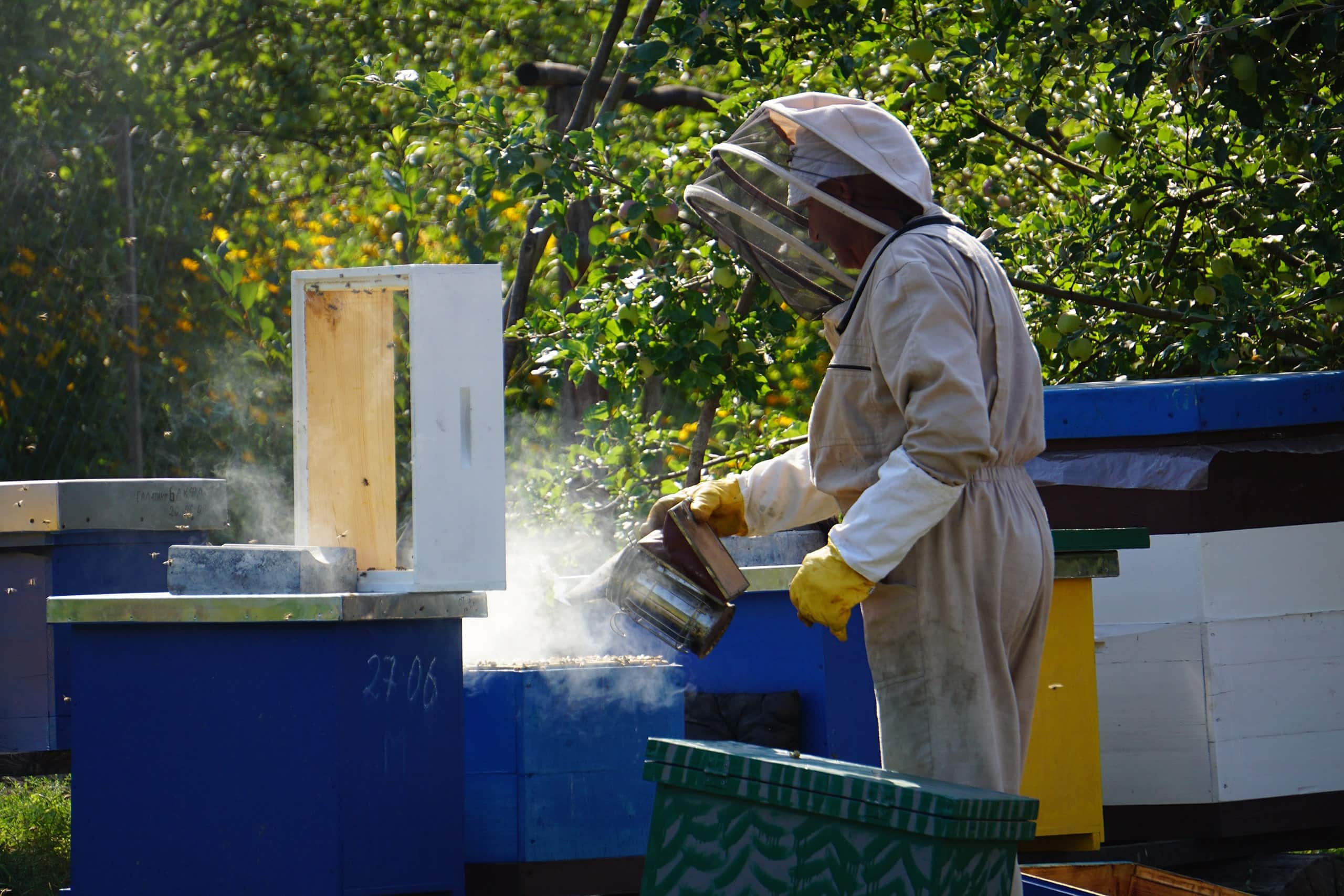 Beekeeper using Smoke to Calm Bees